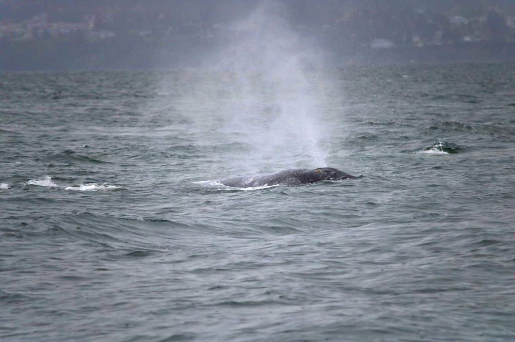 Gray whale exhales through its blowhole.