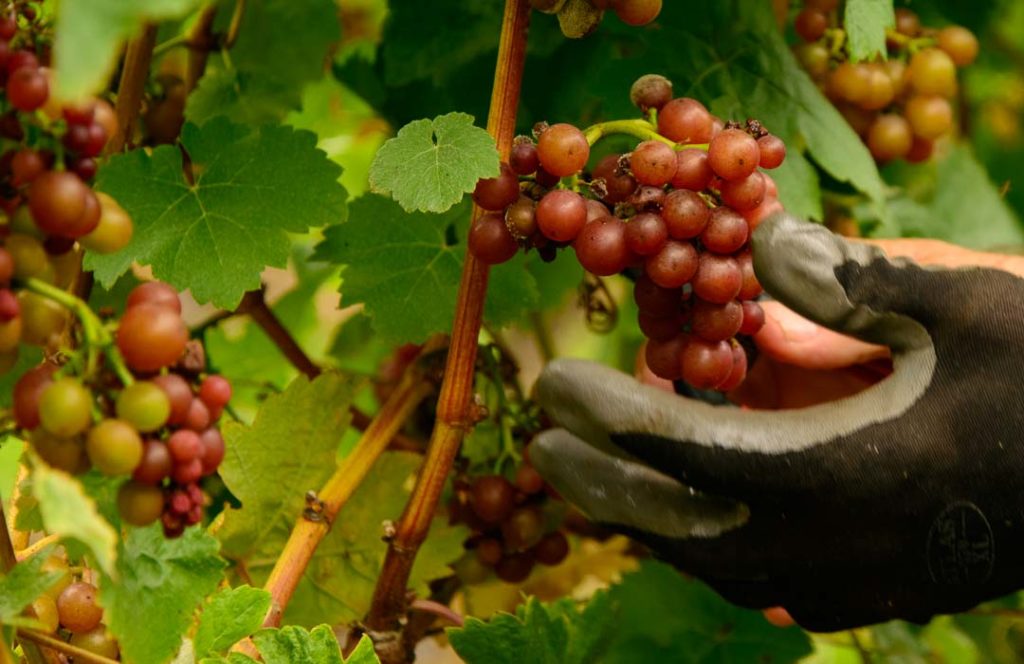 A gloved hand holds red grapes that are still attached to the vine.