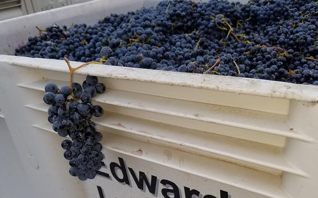 Harvest9.18