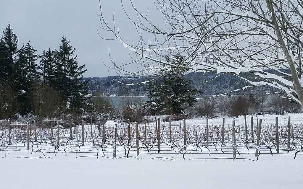 VineyardSnow2.19