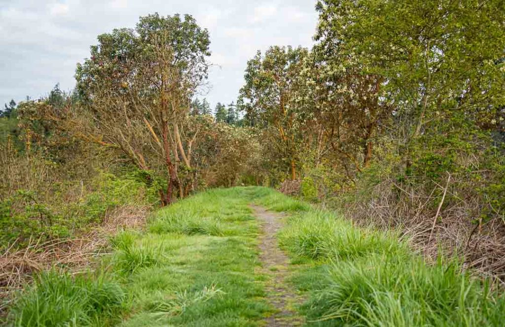 Narrow dirt path with long grass on either side.  Madrona trees are further down the trail