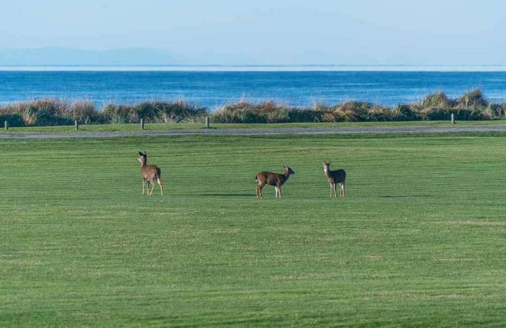 Three deer in a grassy field.  The ocean is in the background.