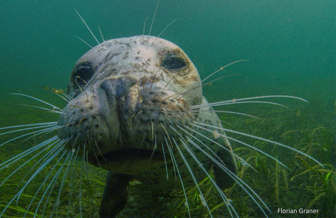 A harbor seal looks into the camera