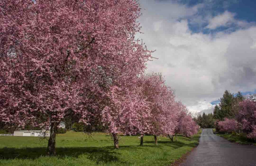 Cherry Trees in Bloom