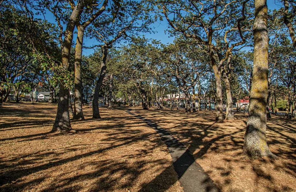 Giant Oak Trees in a park.
