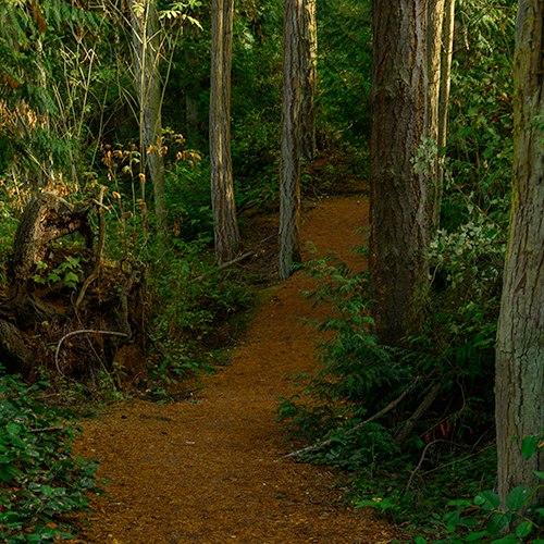 Needles carpet the forest trail/