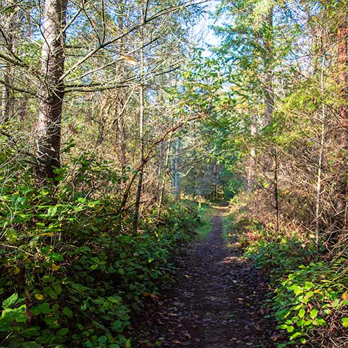 Dirt trail with trees on either side.