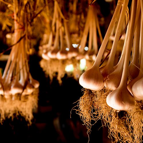 Hanging bulbs of garlic