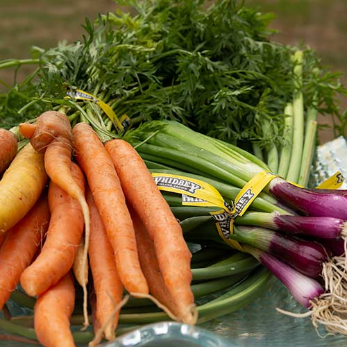 Fresh bunches of carrots and onions.