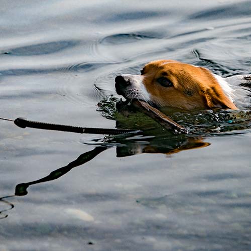 dog swimming in the water with a stick in its mouth.