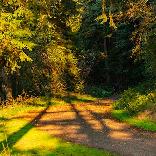 Wide flat paved trail surrounded by trees.