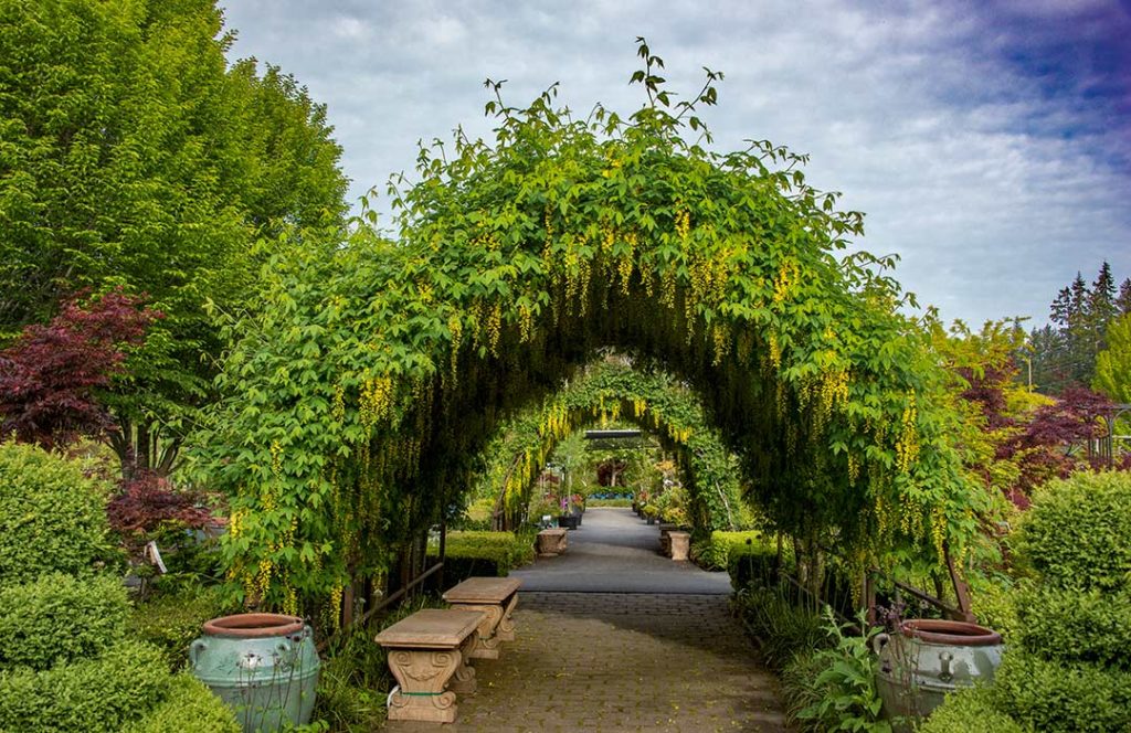 A tunnel made from Laburnum trees tied to a metal frame.  It's large enough for people to walk through.