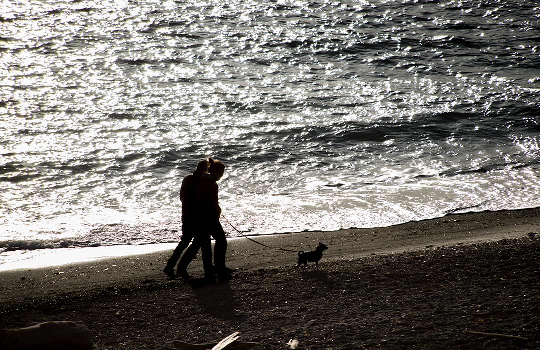 Couple walking their dog on a beach