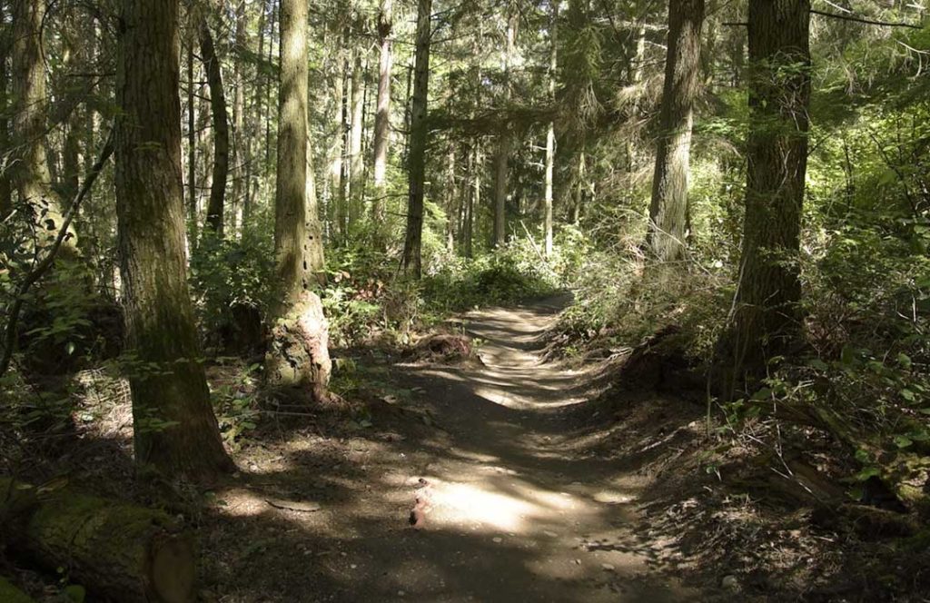 Dirt trail lined with mature evergreen trees.
