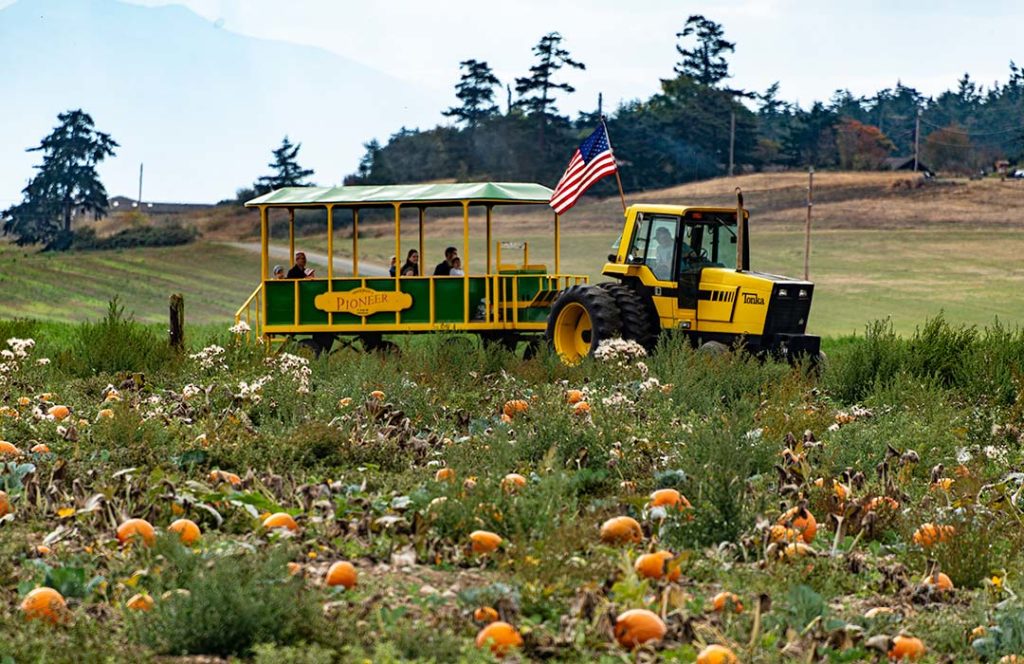 A yellow tractor pulls a trolley through a pumpkin patch.