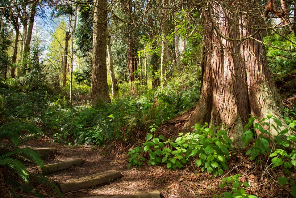 Dorothy Cleveland Trail 8128