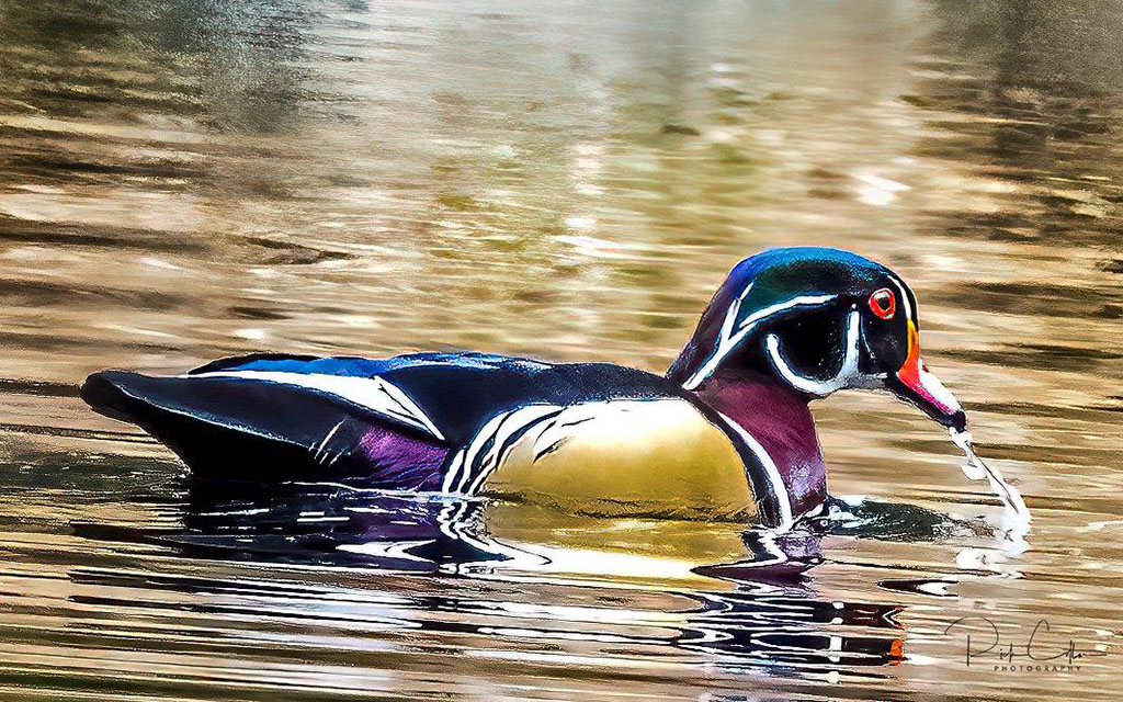 Male Wood Duck Rick Collar