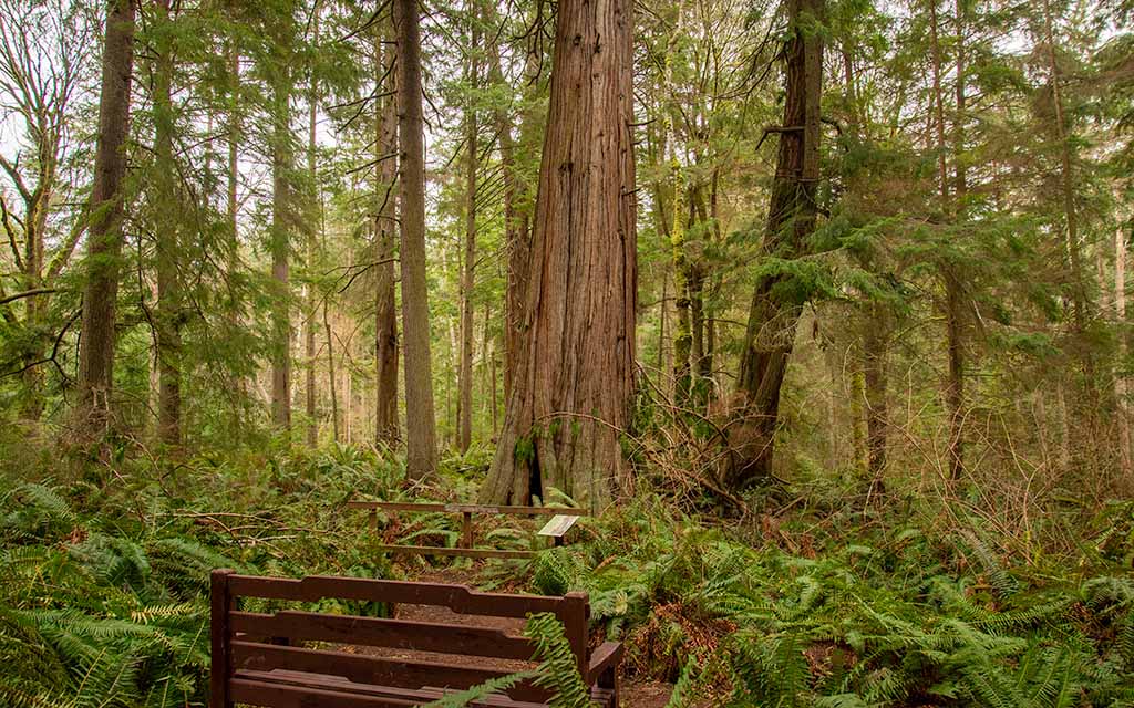 500 year old tree PIX8016