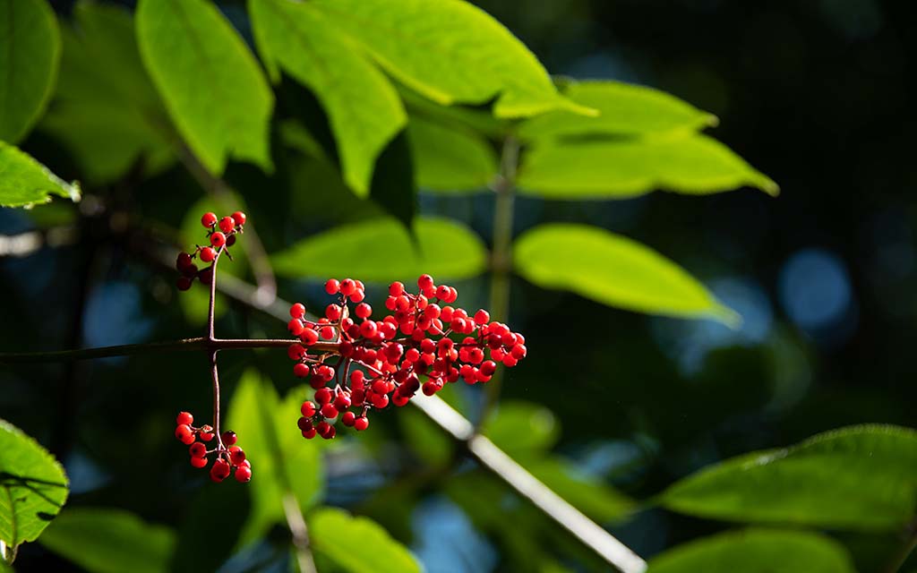 Del Fairfax Preserve Berries PIY2813