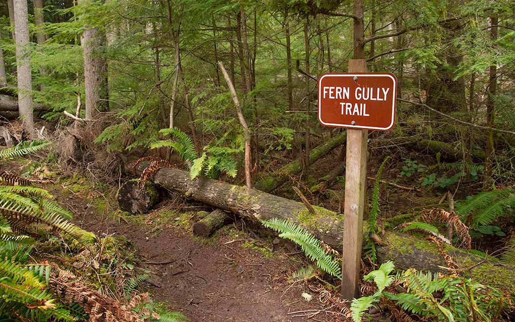 Wilbert Trail Fern Gully Trail PIX8011