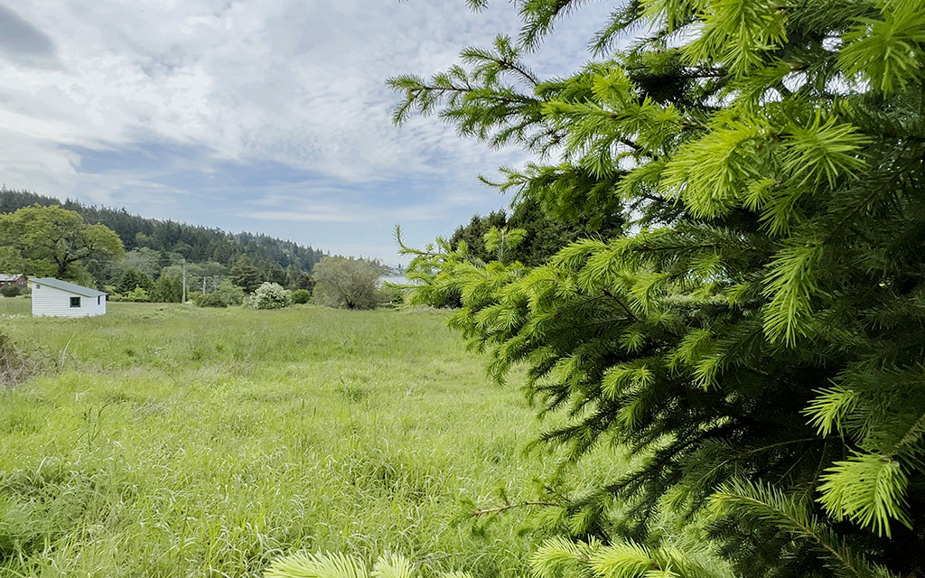 Hammons Preserve 41 1