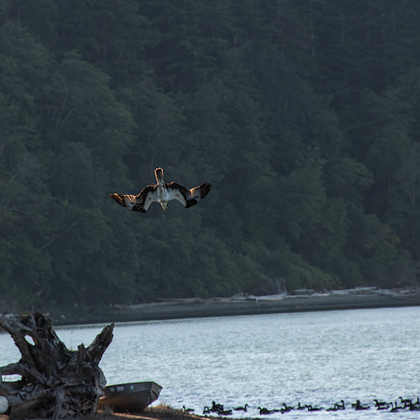 Hawk in near vertical dive just above the water.