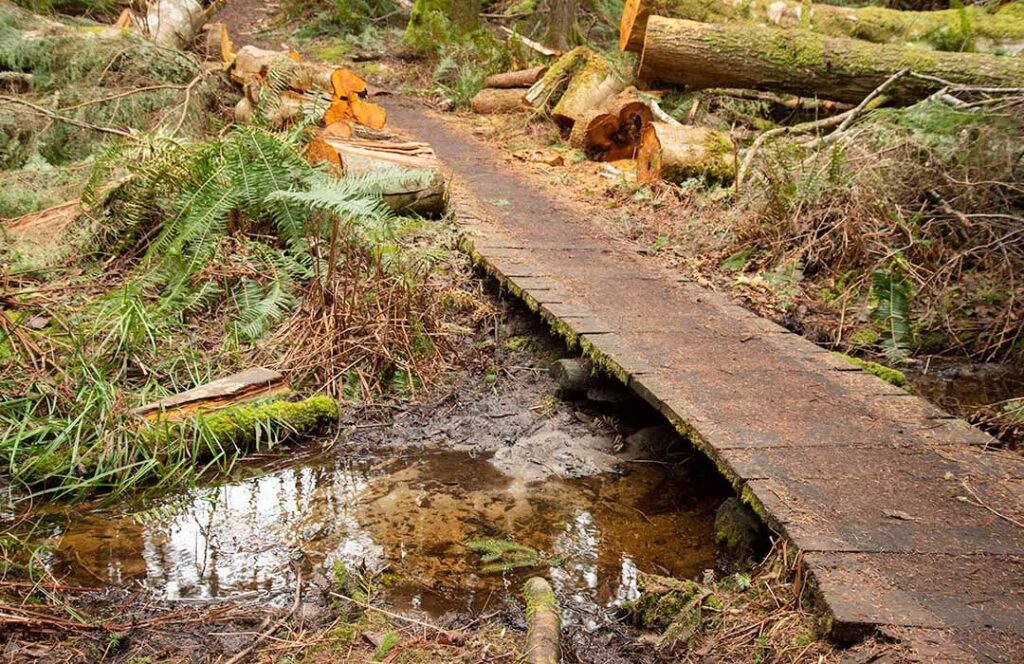 A small wooden bridge crosses a small stream.