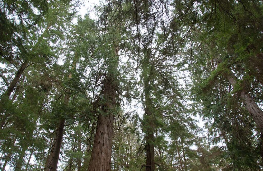 Tall cedar trees