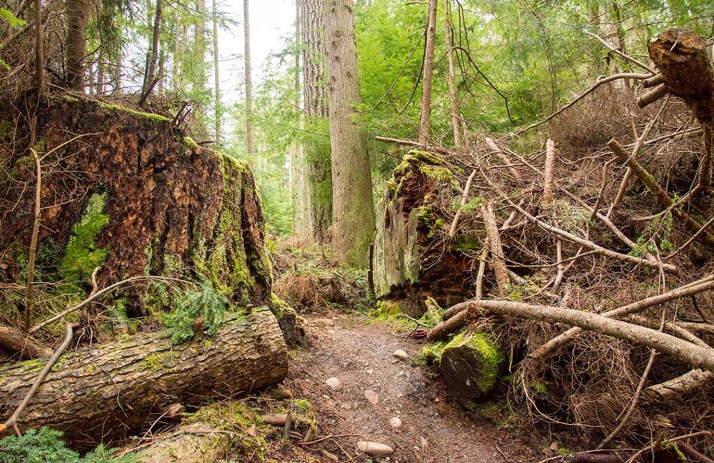 A path cut through a large cedar tree that had fallen across a trail.