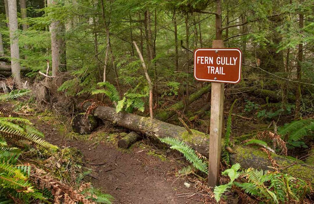 Dirt path and a sign that says "Fern Gully Trail."
