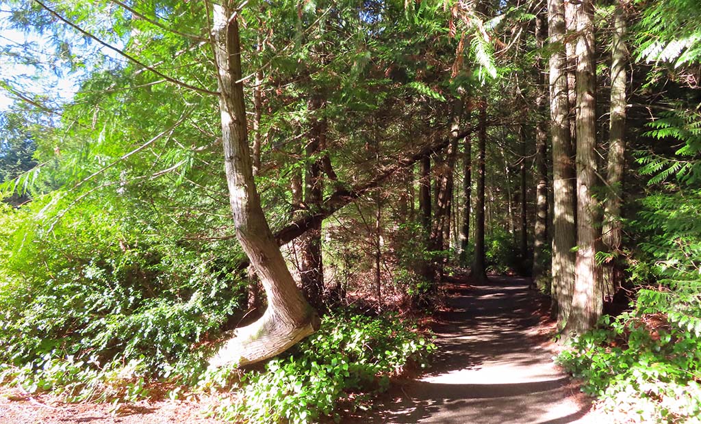 South Whidbey Community Park Trails 02