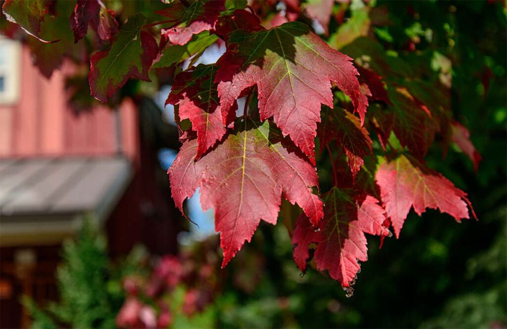 Bayview Garden Fall DSC 2745 1024x664