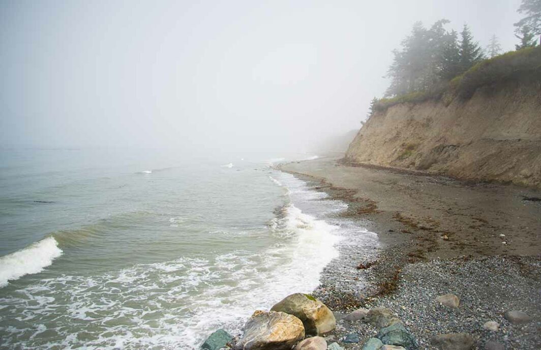 Rocky beach with a bluff and trees growing on top. It's foggy.