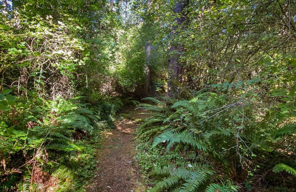 A narrow footpath leads past ferns and other large green plants and trees.
