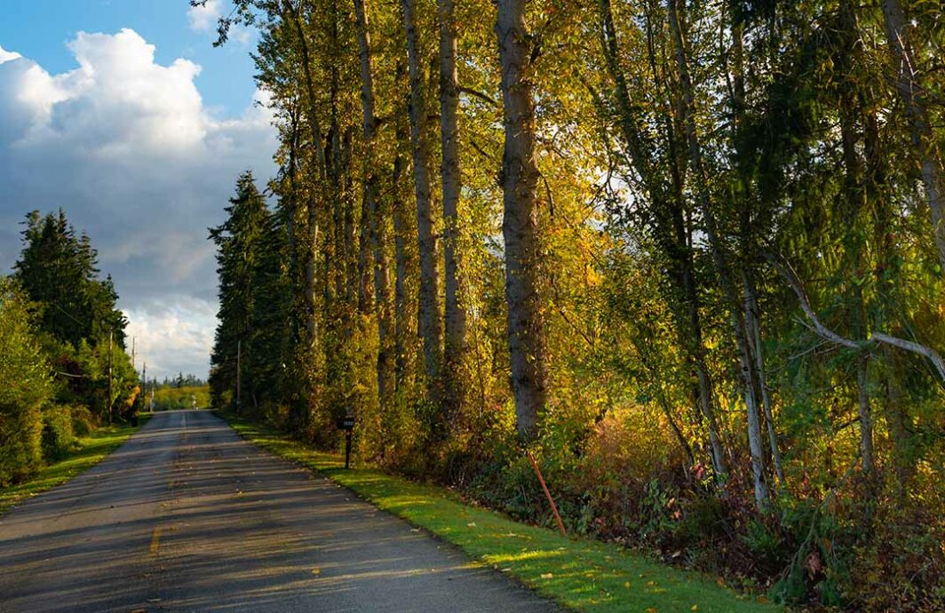 A tree-lined country road.