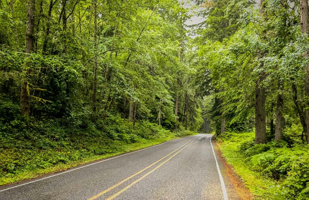 Two lane road extending into the woods