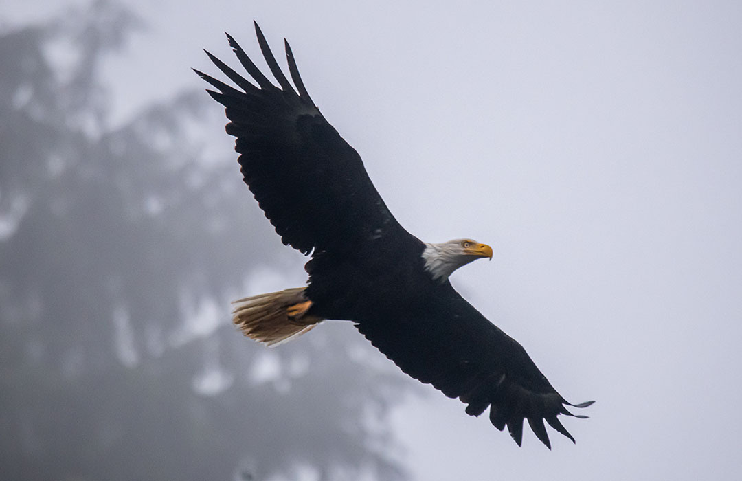 Eagle flying through the fog