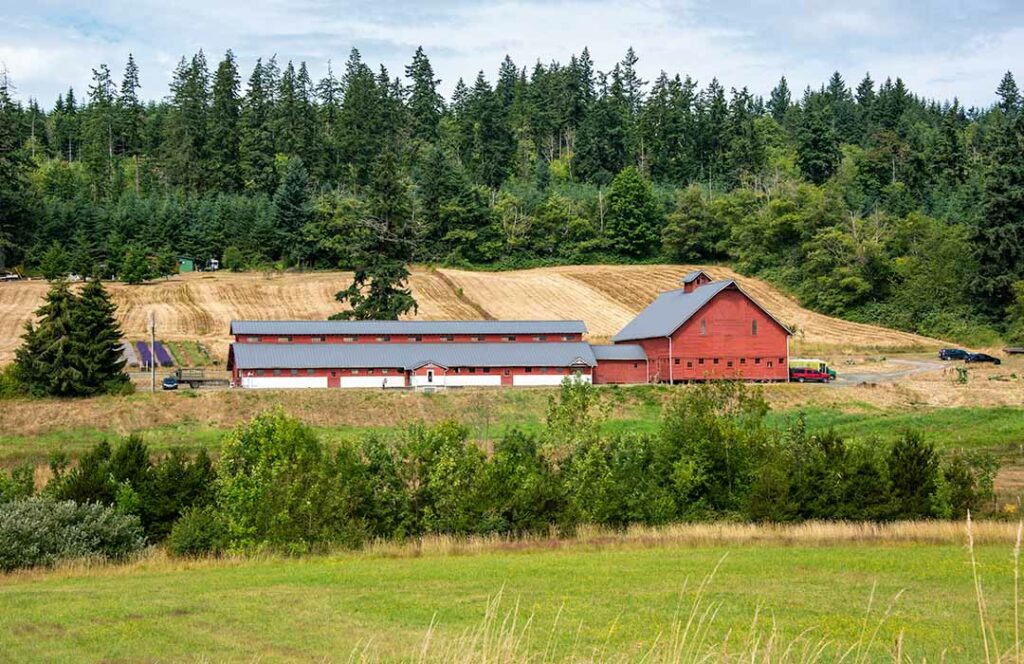 Two large red barns side by side.