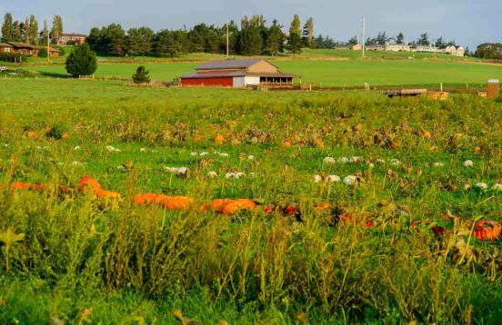 September: Whidbey Eat Local Month