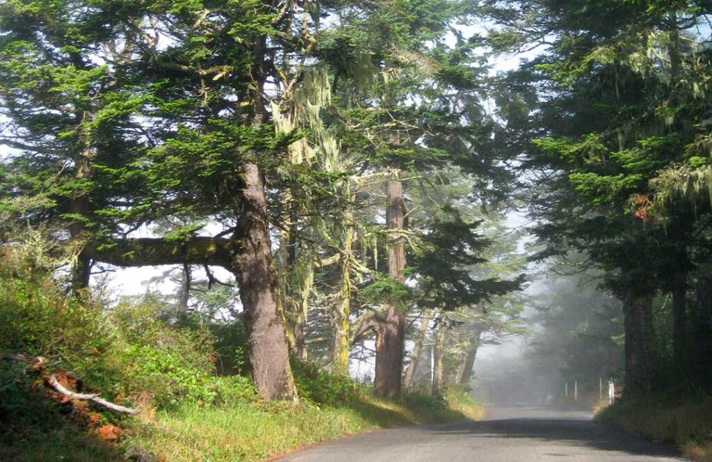 Large trees line a fog-shrouded country road.