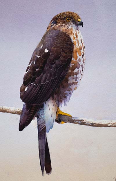 Realistic painting of a hawk standing on a branch.