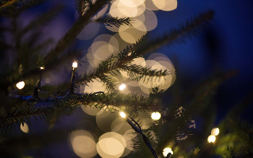 lights on a Christmas tree