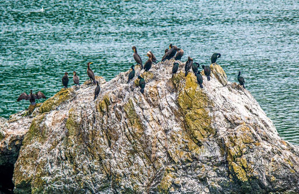 About two dozen birds on a rock surrounded by water.