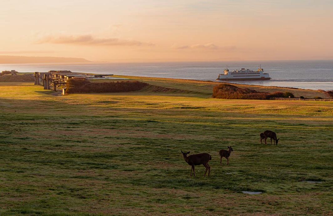 Grazing deer with Fort Casey and a Washington State Ferry in the background.