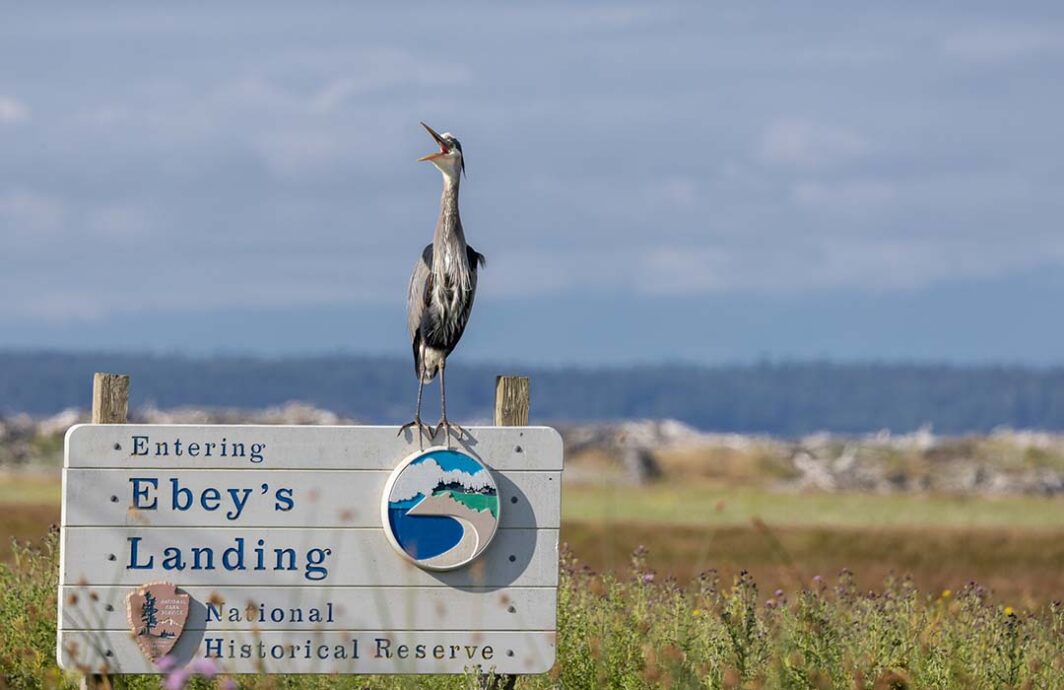 Heron standing on a sign and letting out a screetch.