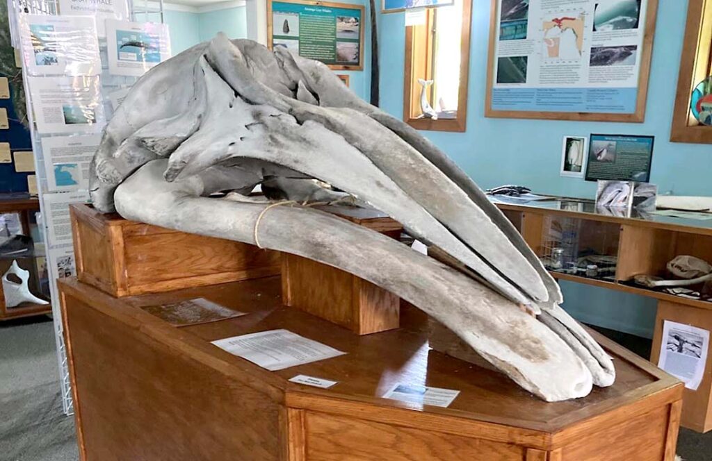Whale skull on a wooden table.