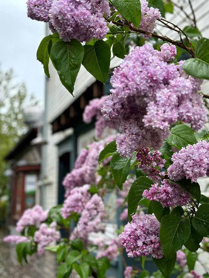 A blooming lilac.