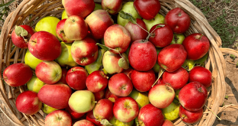 Image of a basket of apples for Cider Press Arrowhead Ranch