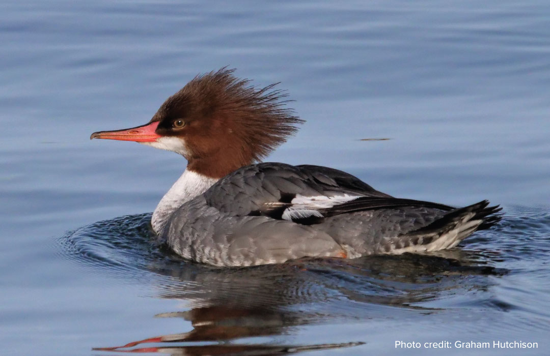 Common Merganser, Maple Grove Beach. Photo by Graham Hutchison