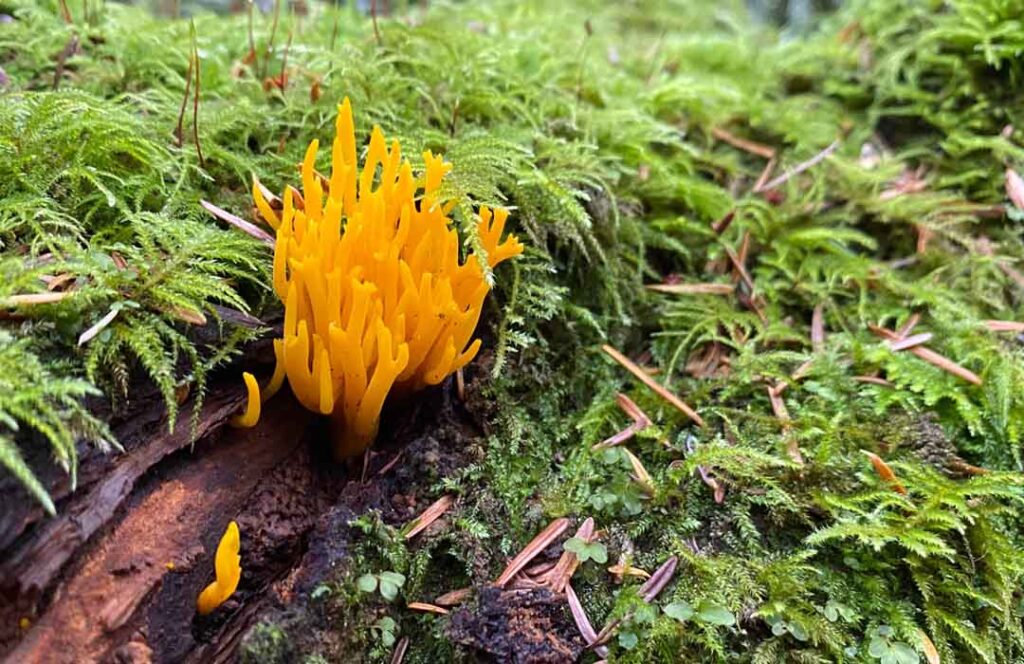 Possibly Jelly Antler mushrooms